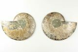 Cut & Polished, Agatized Ammonite Fossil - Madagascar #200024-1
